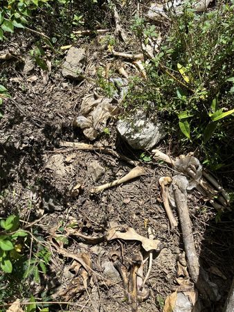 ▲梅花鹿遭到獵殺             。（圖／民眾提供）
