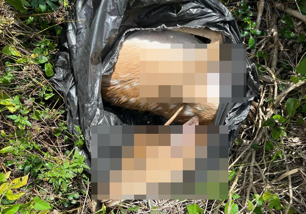 ▲梅花鹿遭到獵殺             。（圖／民眾提供）