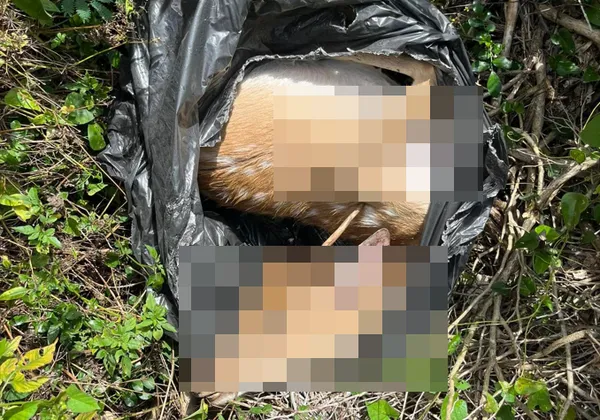 ▲梅花鹿遭到獵殺             。（圖／民眾提供）