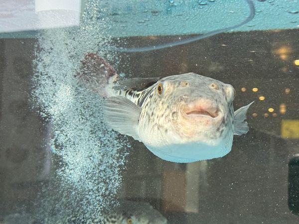 ▲▼錦繡河豚금수복국。（圖／部落客小虎食夢網授權提供）