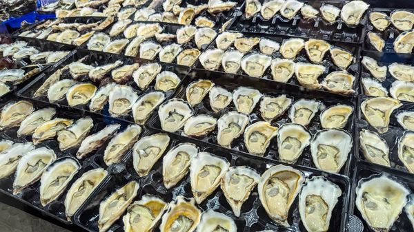 ▲▼【雪梨經典市場】雪梨魚市場吃吃喝喝、參觀資訊說明與周遭景點介紹。（圖／部落客travel with leo授權提供）