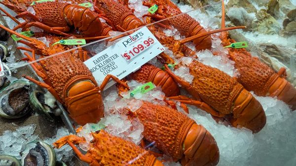 ▲▼【雪梨經典市場】雪梨魚市場吃吃喝喝、參觀資訊說明與周遭景點介紹。（圖／部落客travel with leo授權提供）