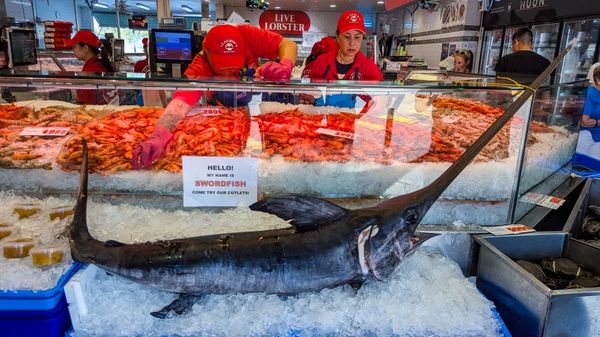 ▲▼【雪梨經典市場】雪梨魚市場吃吃喝喝、參觀資訊說明與周遭景點介紹。（圖／部落客travel with leo授權提供）