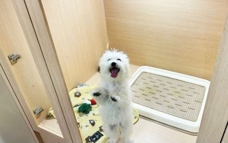 ▲。(圖/東森寵物提供)