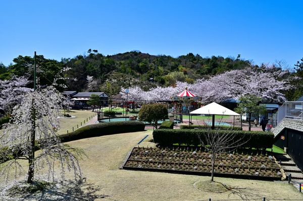 ▲▼【京都郊區賞櫻】日本三景天橋立View Land賞櫻與伊根舟屋一日遊。（圖／部落客travel with leo授權提供）