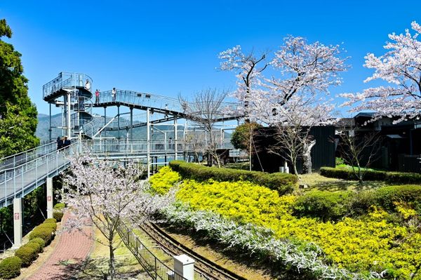 ▲▼【京都郊區賞櫻】日本三景天橋立View Land賞櫻與伊根舟屋一日遊。（圖／部落客travel with leo授權提供）