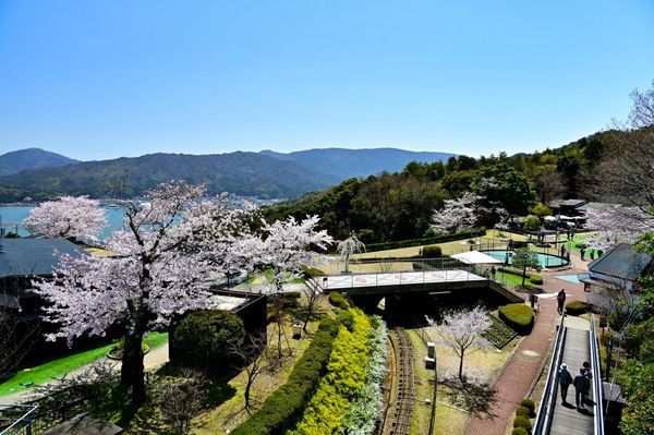 ▲▼【京都郊區賞櫻】日本三景天橋立View Land賞櫻與伊根舟屋一日遊。（圖／部落客travel with leo授權提供）