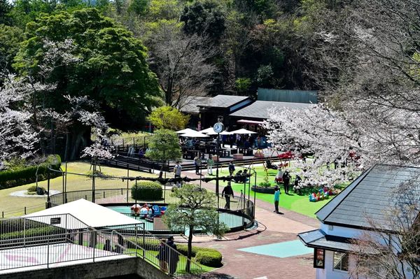 ▲▼【京都郊區賞櫻】日本三景天橋立View Land賞櫻與伊根舟屋一日遊。（圖／部落客travel with leo授權提供）