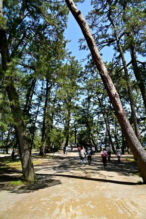 ▲▼【京都郊區賞櫻】日本三景天橋立View Land賞櫻與伊根舟屋一日遊。（圖／部落客travel with leo授權提供）