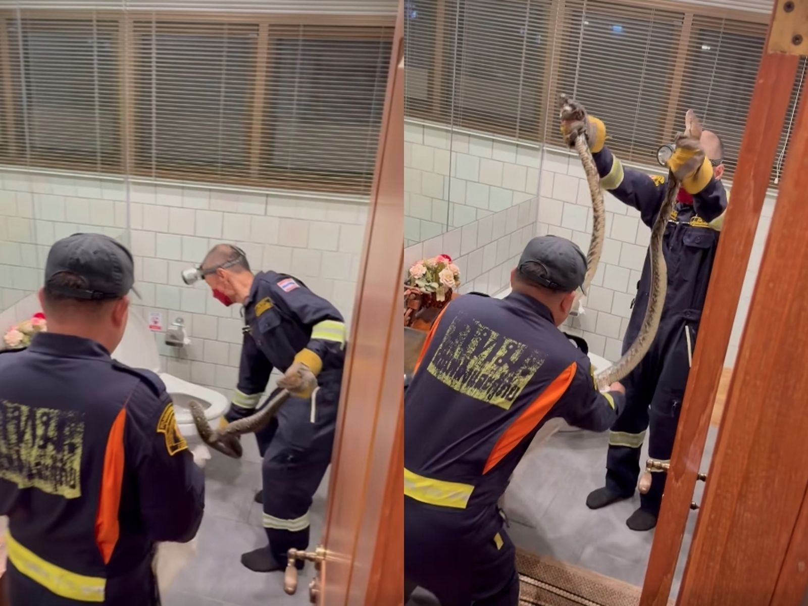 恐怖片／巨蟒躲馬桶！粗如手臂長過人　他凌晨3點如廁差點嚇暈