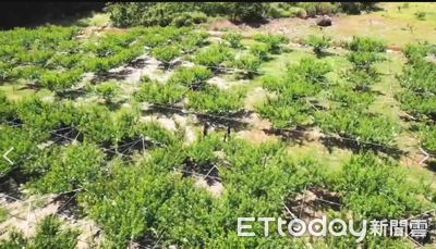 濁水溪甜桃採收旺季!信義警啟動「護桃專案」 保護農民心血