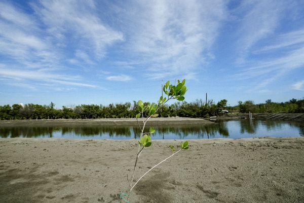 ▲▼       台灣大啟動全球首創藍碳紅樹林復育計畫　閒置魚塭轉型高效碳匯研究基地       。（圖／台哥大）