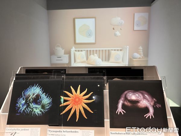 ▲▼台北當代藝術館推出「安全室」、「環世界日誌」雙主題展覽，聚焦於災難、萬物共生議題。（圖／記者林育綾攝）