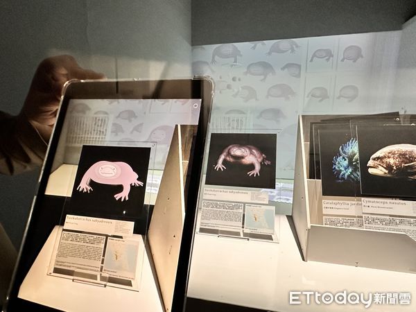 ▲▼台北當代藝術館推出「安全室」、「環世界日誌」雙主題展覽，聚焦於災難、萬物共生議題。（圖／記者林育綾攝）