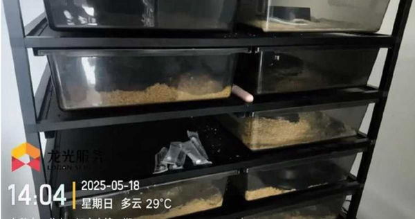 社區老是遇見蛇！廣東公寓住戶發現頭頂暗藏「養殖場」　上門見百多條蛇嚇壞