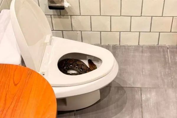 該名男子如廁時赫然發現馬桶內竟有一條大型蟒蛇蜷縮其中。（翻攝畫面）