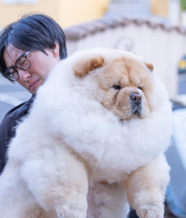 ▲日男扛「瓦斯桶」鬆獅犬表情超吃力　護女心切：不過才區區25公斤。（圖／翻攝自IG@_komame_chan_）
