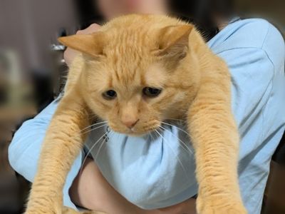 橘貓自帶「委屈下垂眼」　被小主人抱進房一臉生無可戀