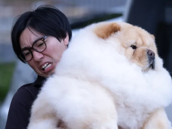 ▲日男扛「瓦斯桶」鬆獅犬表情超吃力　護女心切：不過才區區25公斤。（圖／翻攝自IG@_komame_chan_）