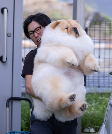 ▲日男扛「瓦斯桶」鬆獅犬表情超吃力　護女心切：不過才區區25公斤。（圖／翻攝自IG@_komame_chan_）