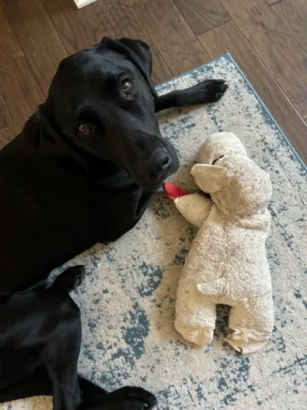 黑色拉布拉多交換記。（圖／翻攝自Reddit@Katybugfoster）