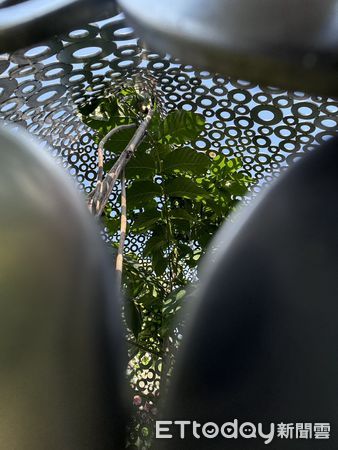 ▲山上花園水道博物館入口的「水道貓」驚現天然髮型，引發網友聯想龍貓畫面。（記者林東良翻攝，下同）