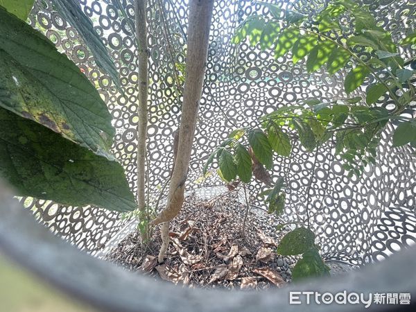 ▲山上花園水道博物館入口的「水道貓」驚現天然髮型，引發網友聯想龍貓畫面。（記者林東良翻攝，下同）