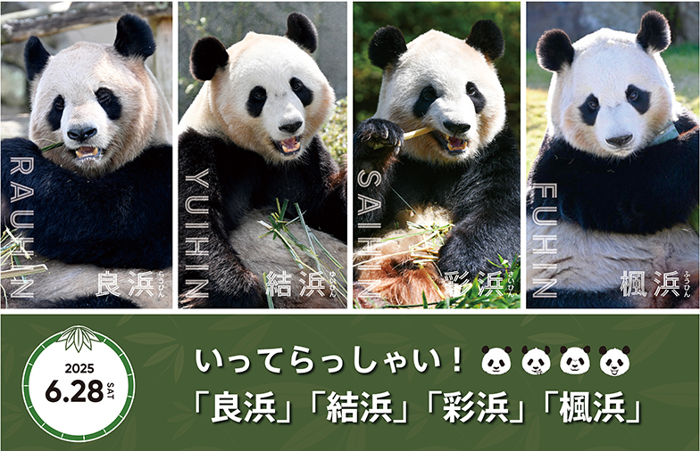 僅剩上野動物園2隻！　日本和歌山縣遊樂園「4隻貓熊將回中國」