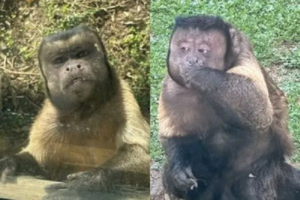 ▲黑帽懸猴「大壯」。（圖／翻攝自微博）