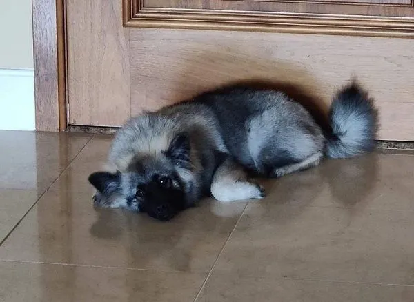 ▲。（圖／翻攝自Instagram／@bagels_loves_treats）