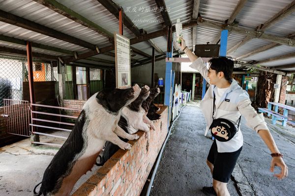 ▲▼廣興農場鴨母寮豬哥窟。（圖／部落客黑皮的旅遊筆記授權提供）