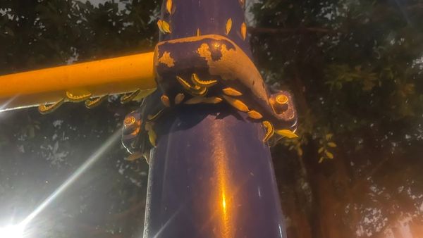 ▲高雄瑞祥公園遊樂器材滿是毛毛蟲。（圖／翻攝自高雄大小事）