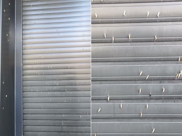 ▲高雄左營近日出現毛毛蟲大軍。（圖／翻攝自threads／venus_zheng）