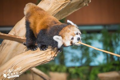 搭火車遊園穿梭森林、體驗超Q浣熊餵食