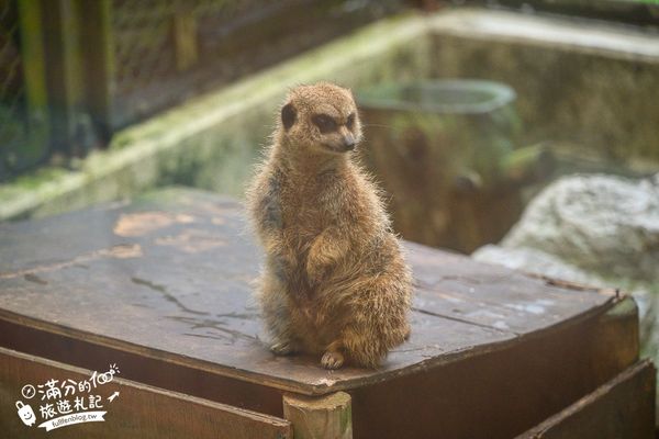 ▲▼沖繩名護自然動植物公園。（圖／部落客滿分的旅遊札記授權提供）