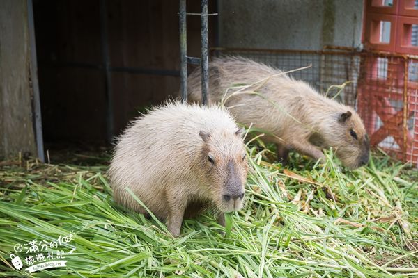 ▲▼沖繩名護自然動植物公園。（圖／部落客滿分的旅遊札記授權提供）