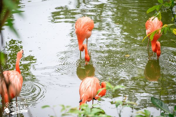 ▲▼沖繩名護自然動植物公園。（圖／部落客滿分的旅遊札記授權提供）