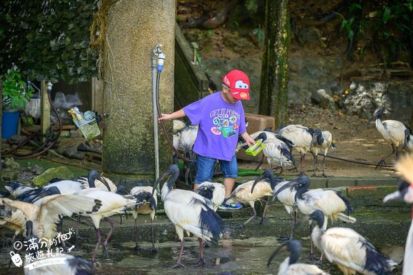 ▲▼沖繩名護自然動植物公園。（圖／部落客滿分的旅遊札記授權提供）