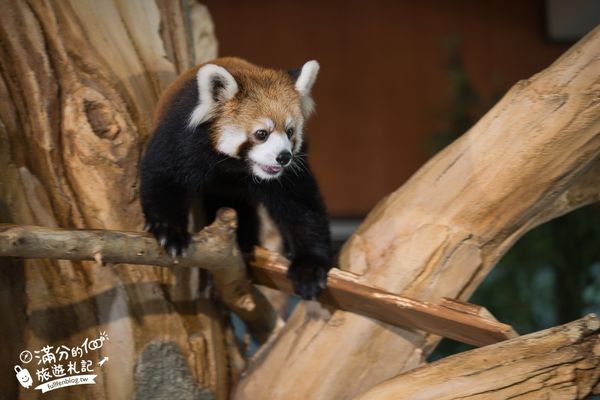 ▲▼沖繩名護自然動植物公園。（圖／部落客滿分的旅遊札記授權提供）