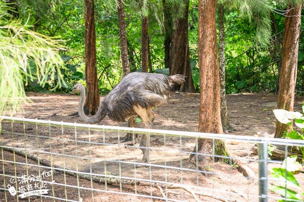 ▲▼沖繩名護自然動植物公園。（圖／部落客滿分的旅遊札記授權提供）