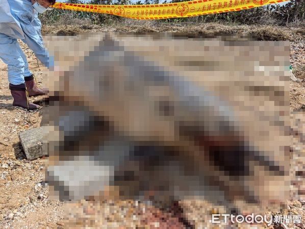 ▲▼ 金門后沙海域驚見一隻中華白海豚擱淺死亡。（圖／記者林名揚翻攝，下同）