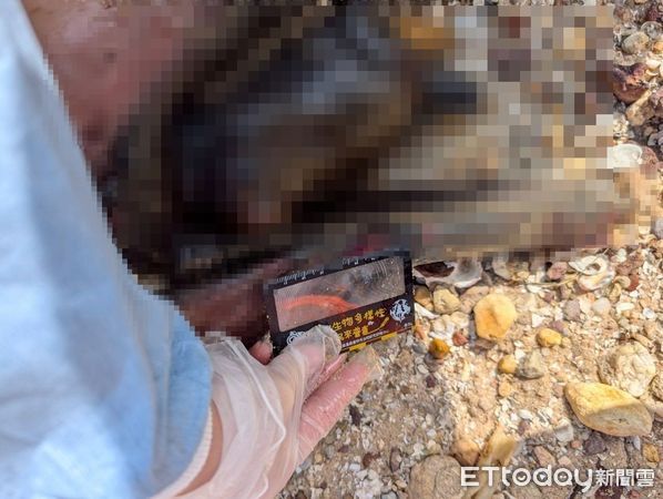 ▲▼ 金門后沙海域驚見一隻中華白海豚擱淺死亡。（圖／記者林名揚翻攝，下同）