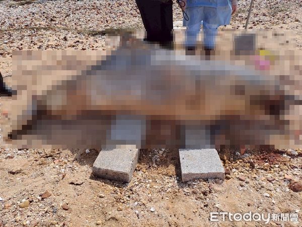 ▲▼ 金門后沙海域驚見一隻中華白海豚擱淺死亡。（圖／記者林名揚翻攝，下同）