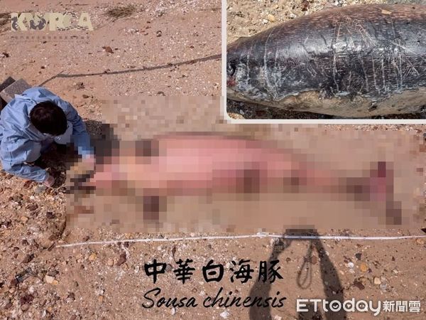 ▲▼ 金門后沙海域驚見一隻中華白海豚擱淺死亡。（圖／記者林名揚翻攝，下同）