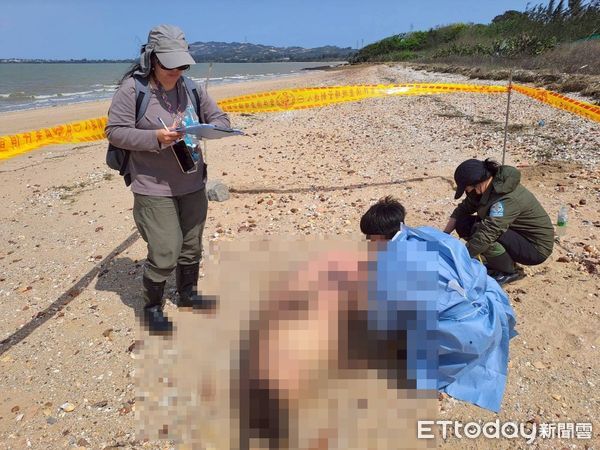 ▲▼ 金門后沙海域驚見一隻中華白海豚擱淺死亡。（圖／記者林名揚翻攝，下同）