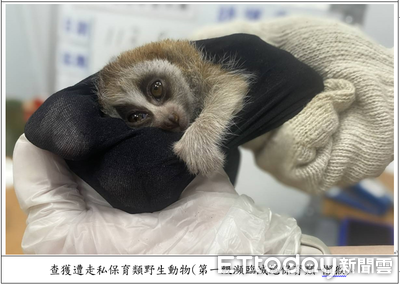 走私保育類動物！500隻餵安眠藥「膠帶綁人體」入境　7成員遭起訴