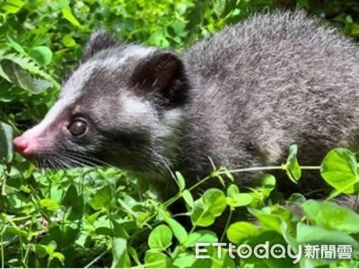 鼬獾為台灣「狂犬病」主要傳播宿主! 新北動保擴大野生動物防疫