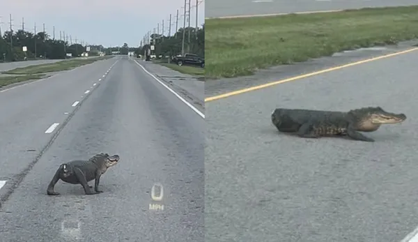 「身體只剩一半」女目睹無尾鱷魚過馬路　驚嚇：還以為是狗。（圖／翻攝自Facebook／Ashlyn Bartholomew ）