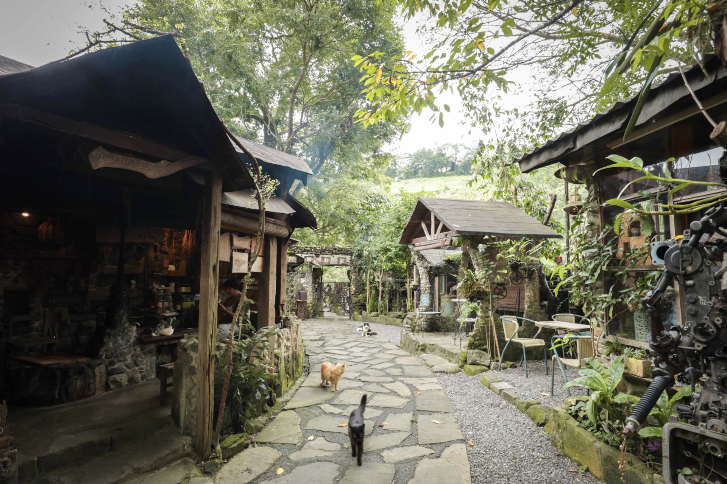 ▲▼嘉義阿里山玩法。（圖／嘉義縣政府文化觀光局提供）
