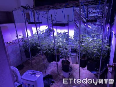 2外籍家教竟是毒梟!師徒種大麻「群組鋪貨」 1人還是通緝犯